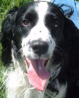 english_springer_spaniel  (8K)